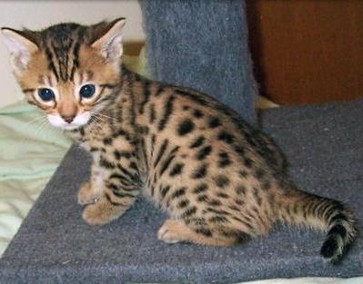 Bengalska pasmina mačaka: divlji leopard s anđeoskim karakterom