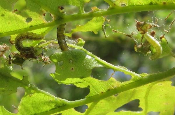 Caterpillari na stablu jabuka: metode borbe