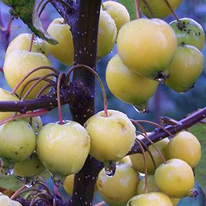 Kako smanjiti jabuke u jesen: savjeti za iskusne vrtlare