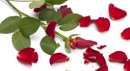 Kako propagirati ružu s reznicama: priprema, ukorjenjivanje, sadnju
