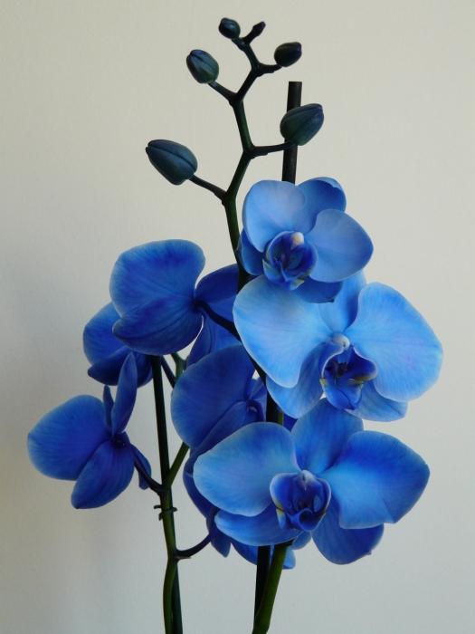 Orhideja plava - prekomorska ljepota
