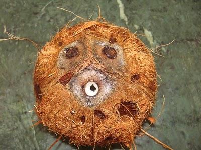 kako otvoriti kokos