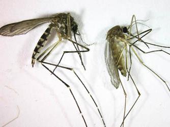 Divljina: zašto komarci piju krv i zašto umiru?