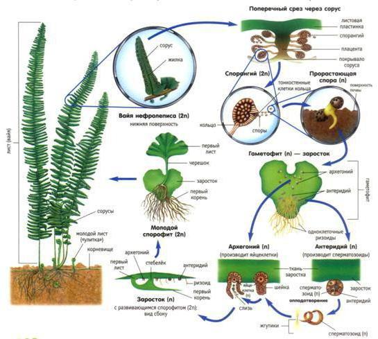 obilježja životnih ciklusa biljaka